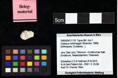 Foto (Objket + Etiketten) von Coelopus hoheneggeri (Moericke, 1889) 